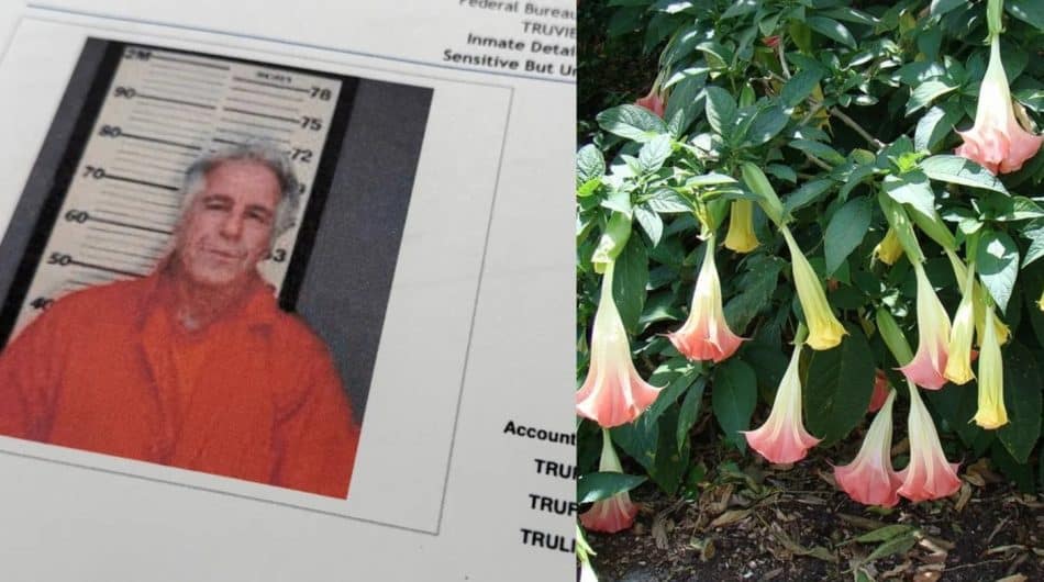 Ο Έπσταϊν είχε «κήπο» με τοξικά φυτά: Παράγουν ουσία που «αφαιρεί την ελεύθερη βούληση»